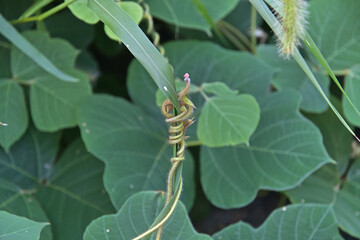 野草の葉っぱに巻きついたクズの蔓