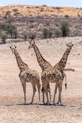 Giraffe in the Kalahari desert. Giraffe family visiting a waterhole in the beautiful landscape  with red sand dunes of the Kgalagadi Transfrontier Park in South Africa