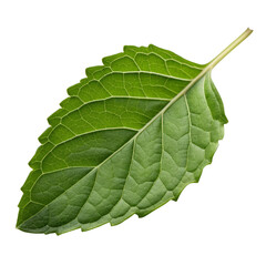 Obraz premium Single green leaf with serrated edges on a black background