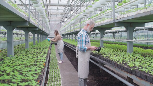 Male farmer starting smart irrigation system from tablet, greenhouse business