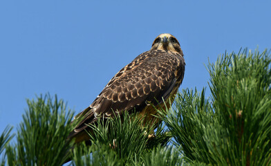 close up of a swainson's hawk perched on an austrian pine tree on a sunny summer day in broomfield, colorado