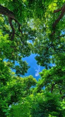 A canopy view shows sunlight streaming through dense, vibrant green foliage and branches that frame a bright, clear blue sky