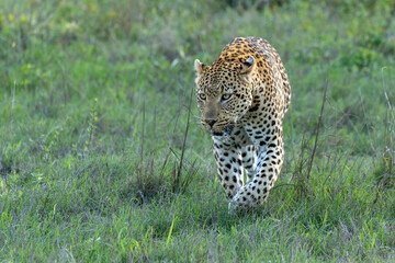 Leopard male hanging around in Sabi Sands Game Reserve in the Greater Kruger Region in South Africa