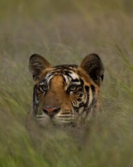 Tiger in Jungle 