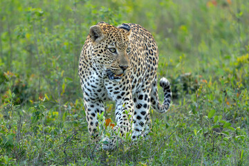 Leopard male hanging around in Sabi Sands Game Reserve in the Greater Kruger Region in South Africa