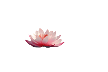 A single, vibrant pink lotus flower.  Soft, pale pink petals surround a deeper pink center.  Isolated against a black background