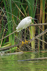 a  snowy egret perched on a log in summer on the shoreline,  looking for fish in alexx and michael's pond in broomfield, colorado 