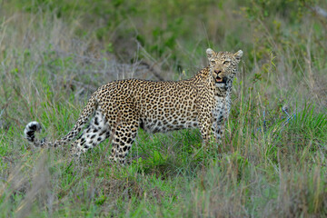 Leopard male hanging around in Sabi Sands Game Reserve in the Greater Kruger Region in South Africa