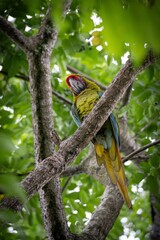 Colorful macaw resting on a tree branch.