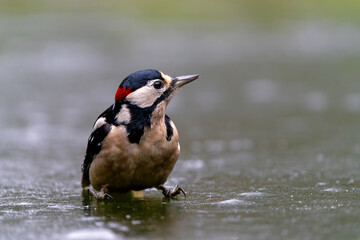 Great spotted woodpecker (Dendrocopos major) searching for food in the winter in the Netherlands