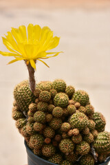 Beautiful blooming cactus, selective focus blurred green nature background. Hobby during work from home concept