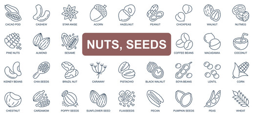Obraz na płótnie Canvas Nuts and seeds concept simple line icons set. Pack outline pictograms of cacao pod, cashew, walnut, acorn, hazelnut, peanut, coffee beans and other. Symbols for website and mobile app design.