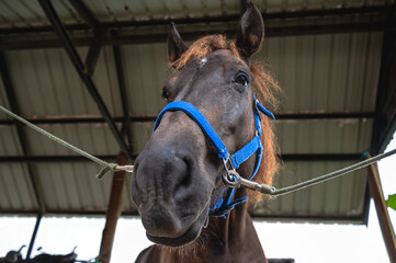 Close up front view chestnut horse with halter in stable