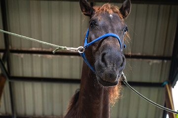 Close up front view chestnut horse with halter in stable