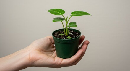 Hand Holding a Young Potted Plant with Green Leaves