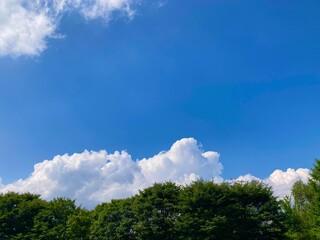 夏の雲と青空と森