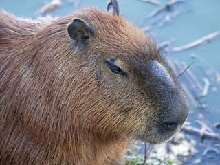 Brazil, Curitiba, large population of capybaras in a city park by the lake