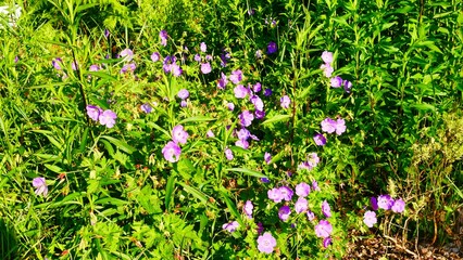 Fototapeta premium Géranium sanguin dans le jardin de la saline royale d’Arc-et-Senans dans le Doubs France