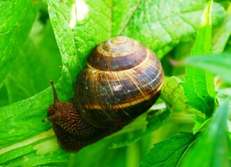 Escargot de Bourgogne, Helix pomatia, famille des gastéropodes dans le jardin de la saline royale d’Arc-et-Senans dans le Doubs France