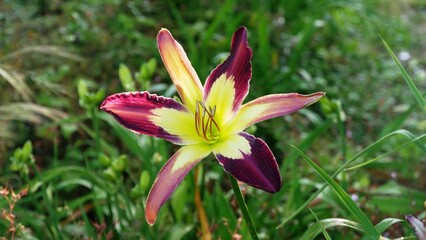 Lis d'un jour Hémérocalle orangé, plante vivace, jardin de la saline royale d’Arc-et-Senans dans le Doubs France