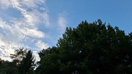 Blue sky dotted with altocumulus above a mixed canopy of broadleaf and conifer trees (Quercus, Pinus). Calm nature background perfect for banners, web design, wellness and environmental themes.