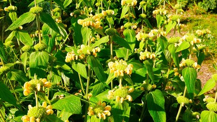 Sauge de Jérusalem jaune, Phlomis fructicosa, jardin de la saline royale d’Arc-et-Senans dans le Doubs France