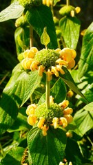 Obraz premium Sauge de Jérusalem jaune, Phlomis fructicosa, jardin de la saline royale d’Arc-et-Senans dans le Doubs France