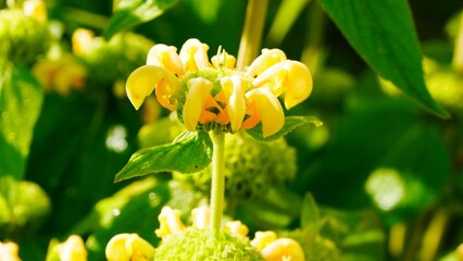 Sauge de Jérusalem jaune, Phlomis fructicosa, jardin de la saline royale d’Arc-et-Senans dans le Doubs France