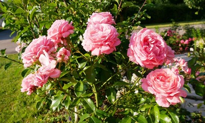 Rosier rose pâle dans le jardin de la saline royale d’Arc-et-Senans dans le Doubs France