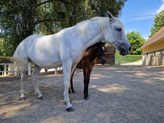 Obraz premium Lipizzanerstute mit Fohlen