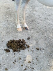 Hufe und Kot von einem Pferd