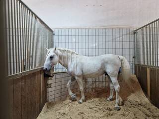 Lipizzaner im Stall