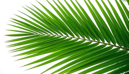 Obraz premium Vibrant palm frond
