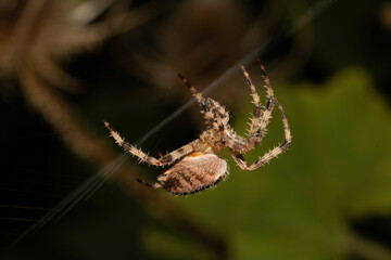 Close up of a garden spider on a web arachnophobia scary nature