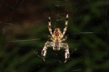 Close up of a garden spider on a web arachnophobia scary nature