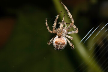 Close up of a garden spider on a web arachnophobia scary nature