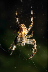 Close up of a garden spider on a web arachnophobia scary nature