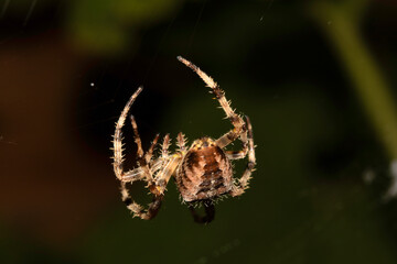 Close up of a garden spider on a web arachnophobia scary nature