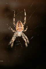 Close up of a garden spider on a web arachnophobia scary nature