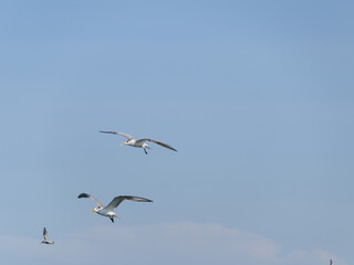 Fototapeta premium Seagulls in Jakarta Bay 