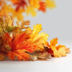Autumn Leaves on White Background