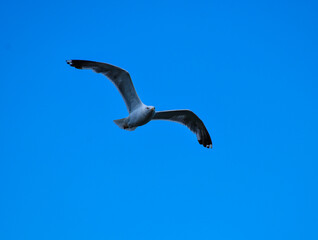 Seagull in Flight with Outstretched Wings Against Blue Sky