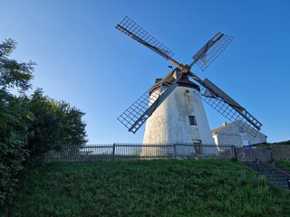 Pferde: wei&szlig;er Schimmel mit braunen Fohlen