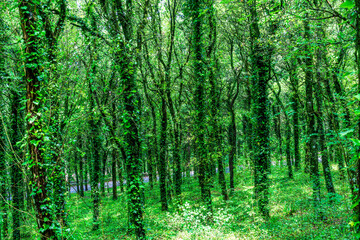 Obraz premium green spring season forest view background with salad leaves and sun rays. Scenic forest of fresh green trees framed by leaves, with the sun casting its warm rays through the foliage