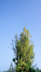 pine trees in the forest with blue sky