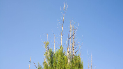 pine trees in the forest with blue sky