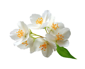 Close-up of a cluster of delicate, white jasmine flowers.  Four blossoms are fully open, showcasing soft, creamy white petals with a hint of yellow centers.  