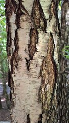 Macro detail of white birch bark characteristic texture, natural papery organic patterns, perfect for authentic natural designs and sustainable branding concepts.