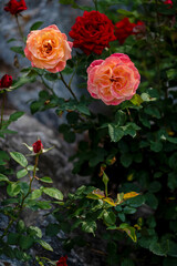 Two-tone orange and pink roses with red roses in background close-up
