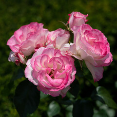 Obraz premium Cluster of blooming pink roses in garden close-up